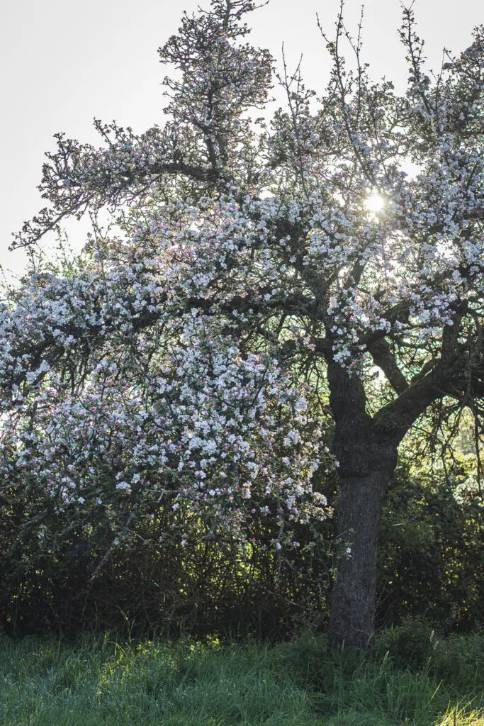 Hidden Somerset Apple Blossom
