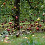 Falling cide apples