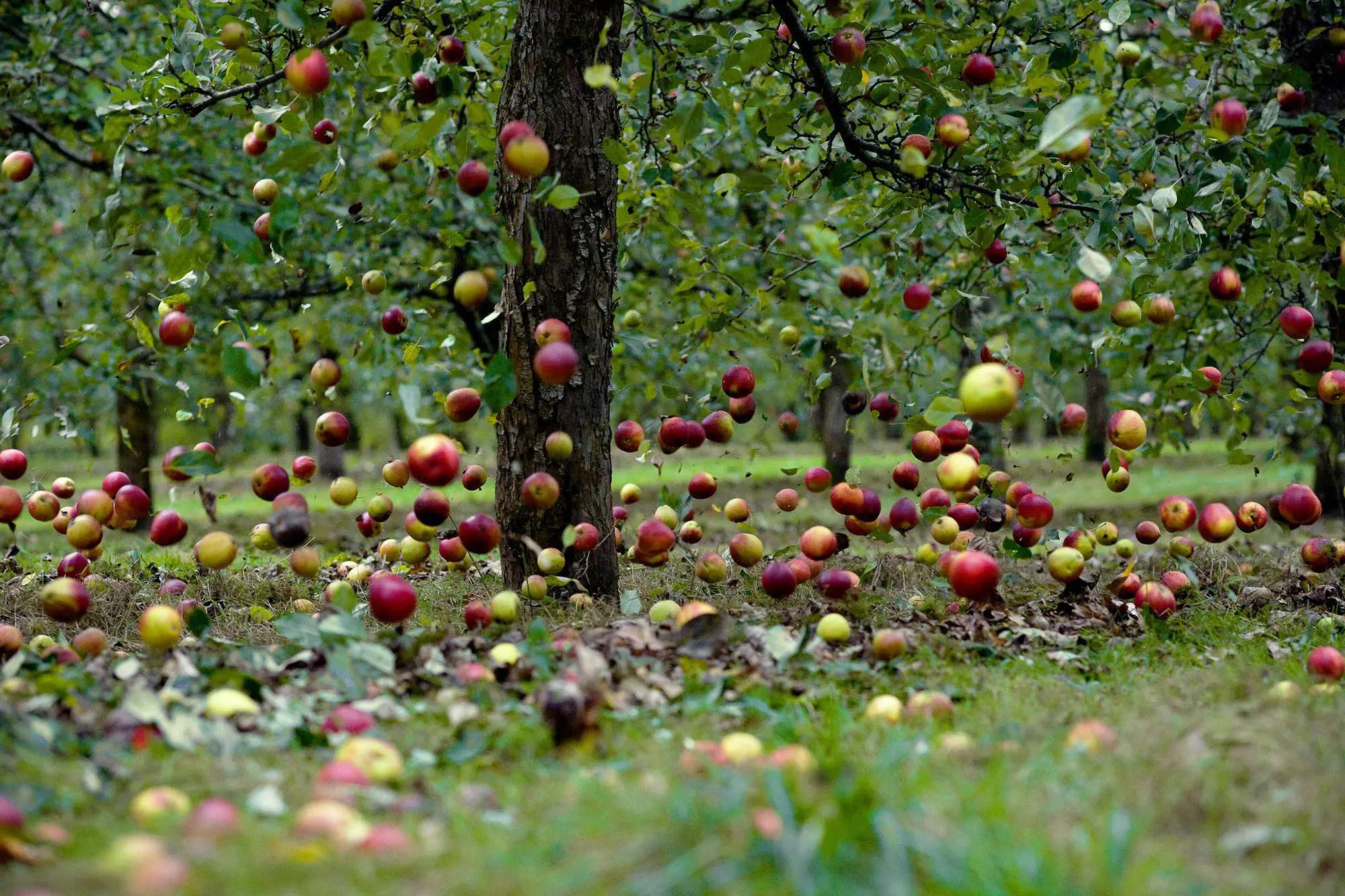 Falling cide apples