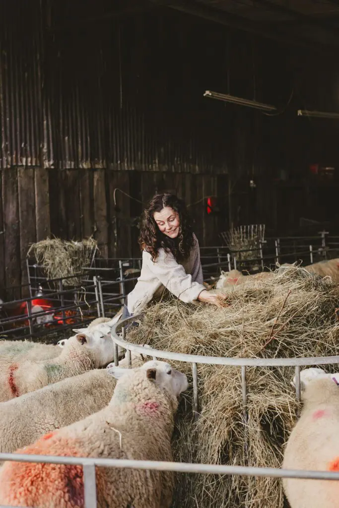 Lambing Season Jessy Palmers