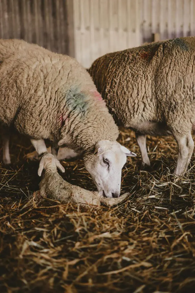 Lambing Season Jessy Palmers Birth