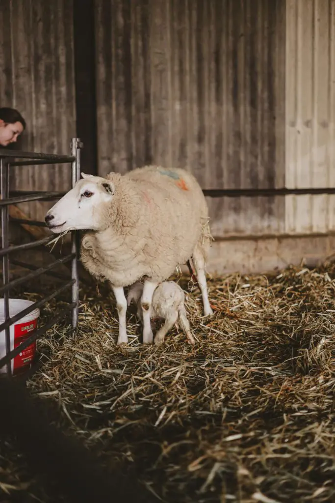 Lambing Season Jessy Palmers Lambing