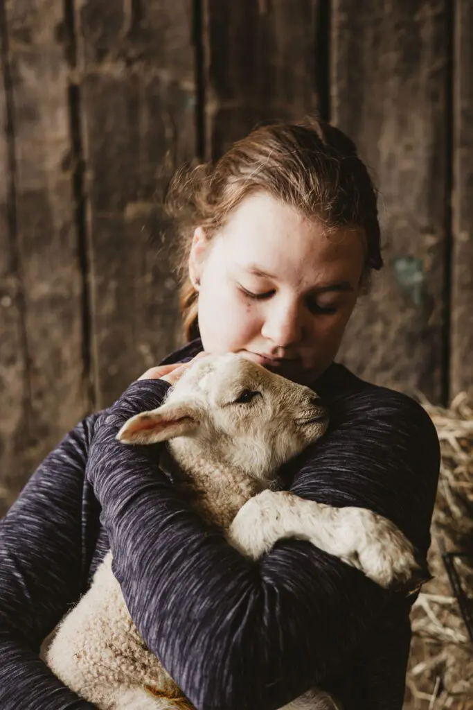 Lambing Season Jessy Palmers Martock