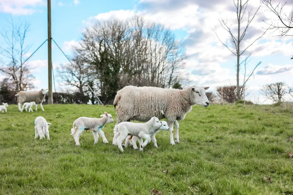 Lambing Season Jessy Palmers Spring