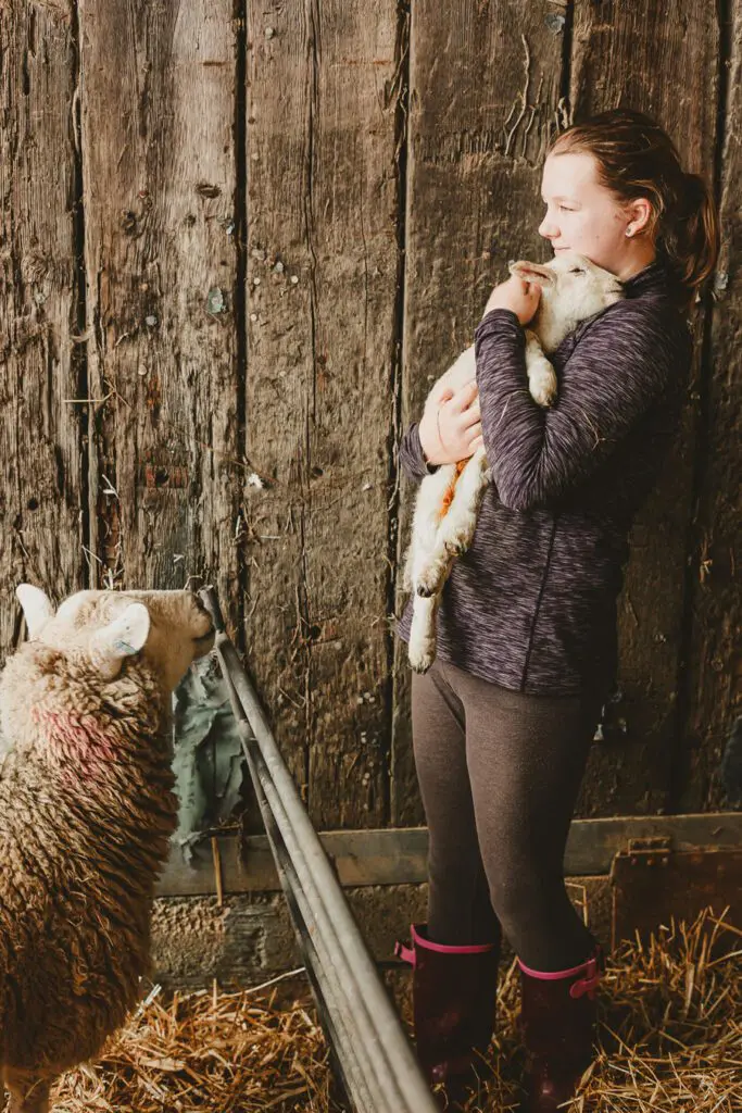 Lambing Season Jessy Palmers warming